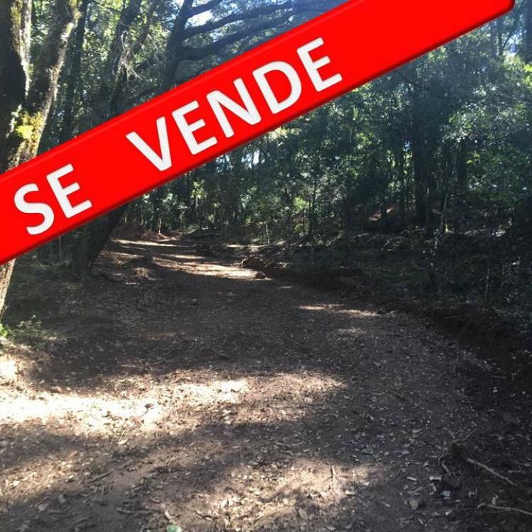 Foto Terreno en Venta en Mineral del Monte, Hidalgo - $ 268.680 - TEV128767 - BienesOnLine