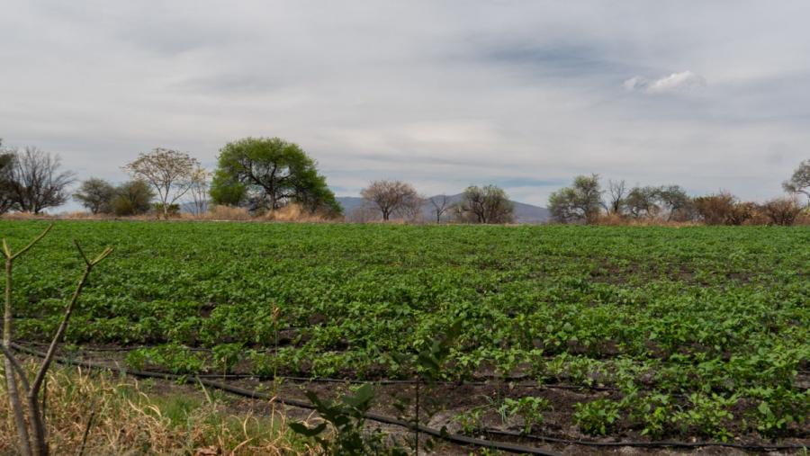 Foto Rancho en Venta en centro, YURIRIA, Guanajuato - $ 45.000.000 - RAV252486 - BienesOnLine