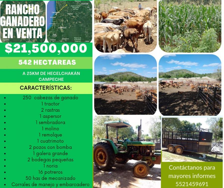 Foto Rancho en Venta en Cumpich, Hecelchakn, Campeche - 542 hectareas - $ 21.500.000 - RAV339473 - BienesOnLine