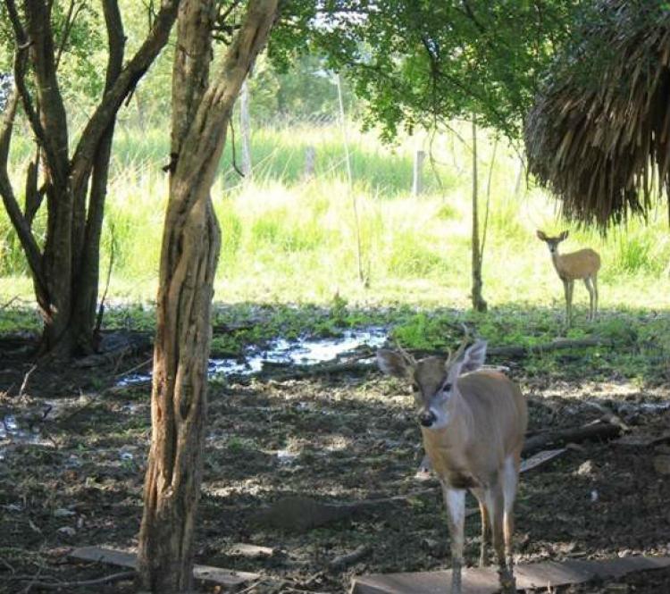 Foto Rancho en Venta en Campeche, Campeche - $ 24.500.000 - RAV170159 - BienesOnLine