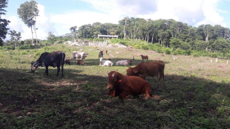 Foto Rancho en Venta en hector perez martinez, Escárcega, Campeche - 26 hectareas - $ 750.000 - RAV191096 - BienesOnLine