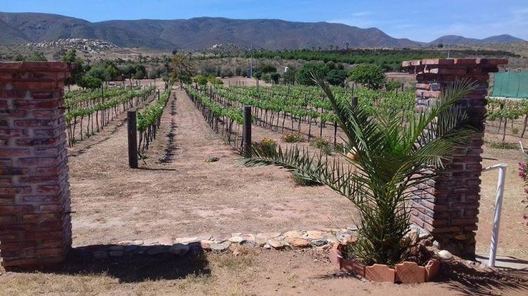 Foto Rancho en Venta en RUTA DEL VINO, Ensenada, Baja California - 3 hectareas - U$D 720.000 - RAV210620 - BienesOnLine