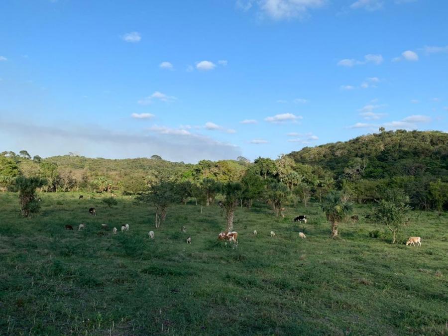 Foto Rancho en Venta en LA PALMA DE MORELOS, Veracruz - 100 hectareas - $ 10.000.000 - RAV281094 - BienesOnLine