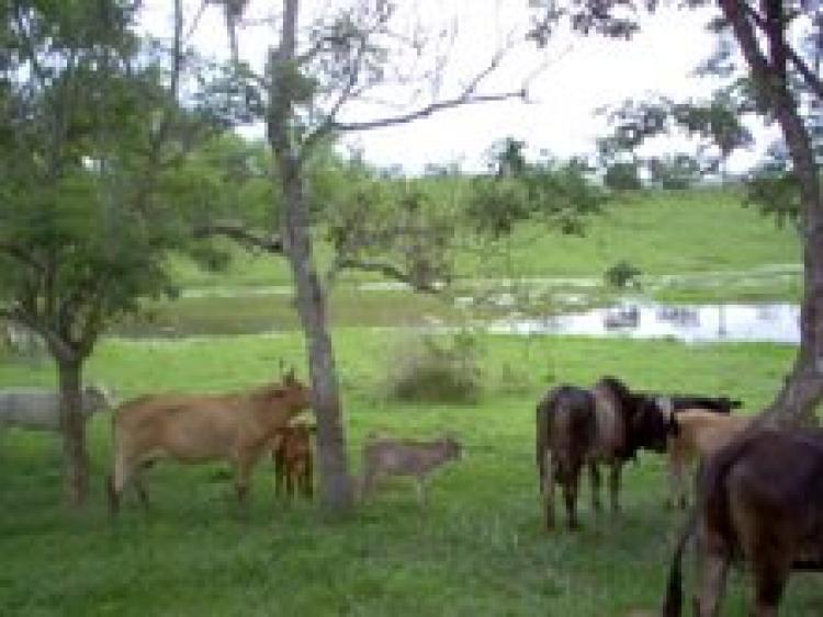 Foto Rancho en Venta en Col. El Penal, Jess Carranza, Veracruz - 75 hectareas - $ 6.500.000 - RAV9566 - BienesOnLine