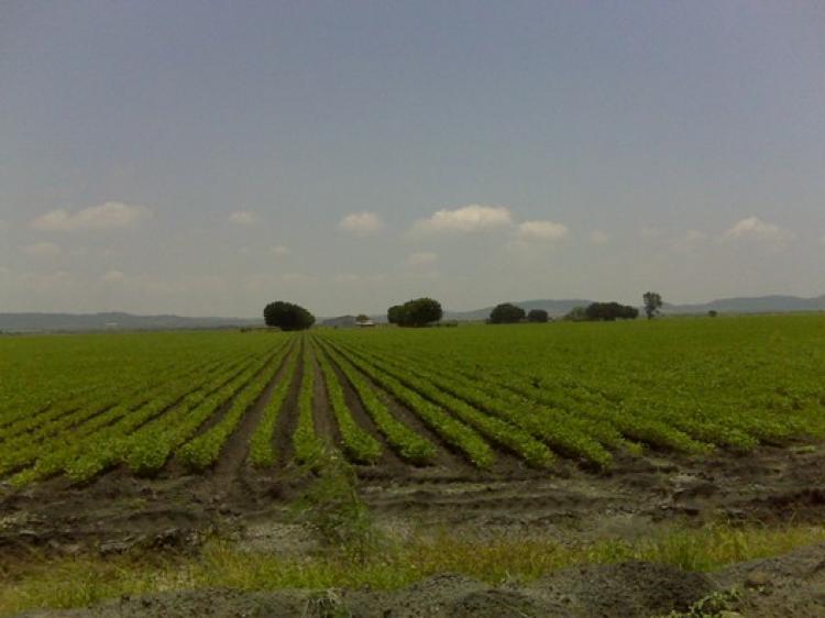 Foto Rancho en Venta en Esteros, Altamira, Tamaulipas - 83 hectareas - RAV35606 - BienesOnLine