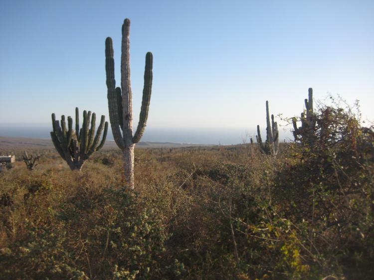 Foto Terreno en Venta en Rolling Hills Estates, Cabo San Lucas, Baja California Sur - U$D 69.500 - TEV171195 - BienesOnLine