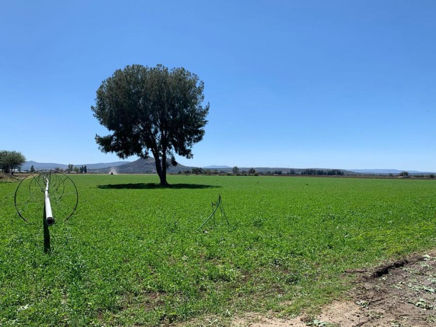 Foto Rancho en Venta en San Miguel del Huaricho, Romita, Guanajuato - $ 24.000.000 - RAV80278 - BienesOnLine