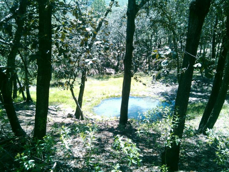 Foto Terreno en Venta en Haciendas del Bosque, Huimilpan, Queretaro Arteaga - 60 hectareas - $ 2.550.000 - TEV174491 - BienesOnLine