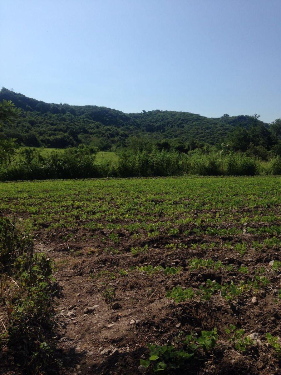 Foto Rancho en Venta en el charco, Tlaltizapán, Morelos - $ 13.750.000 - RAV282225 - BienesOnLine