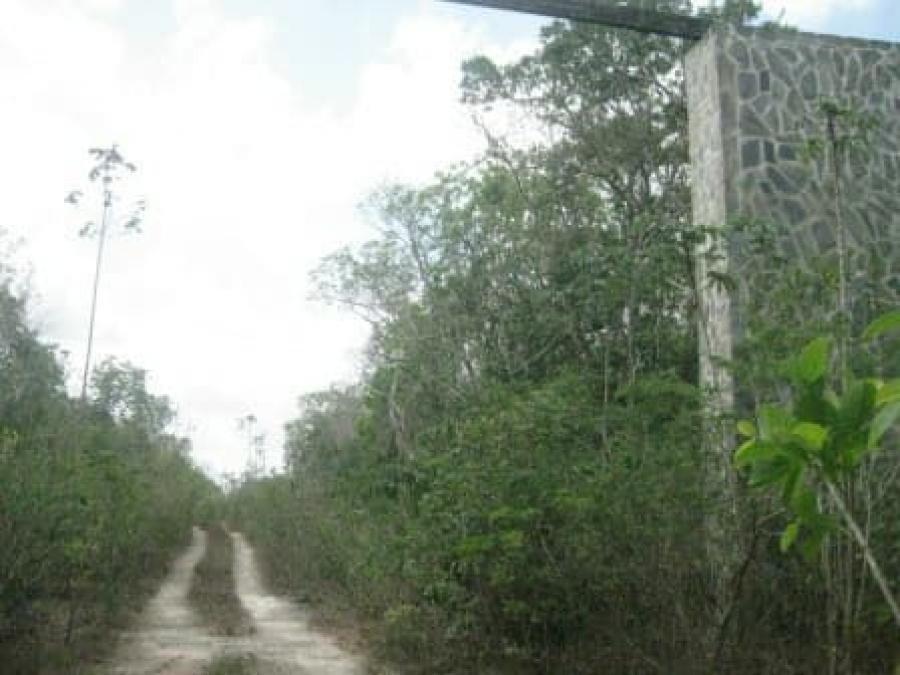 Foto Terreno en Venta en Cancn, Quintana Roo - 210 hectareas - U$D 40.000.000 - TEV243657 - BienesOnLine