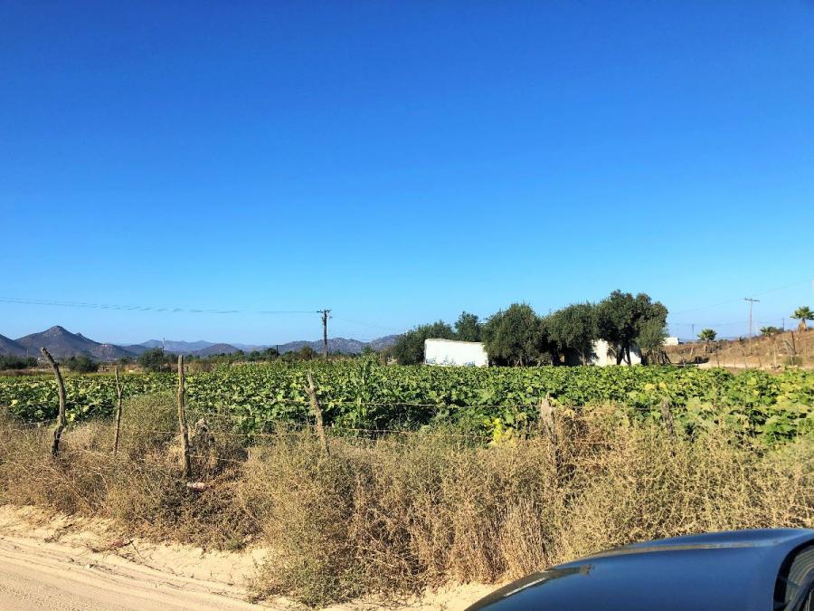 Foto Terreno en Venta en Valle de Guadalupe, Ensenada, Baja California - U$D 42.000 - TEV267964 - BienesOnLine