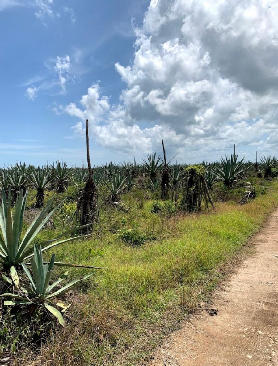 Foto Terreno en Venta en telchac, Telchac, Yucatan - 15 hectareas - $ 2.100.000 - TEV327160 - BienesOnLine