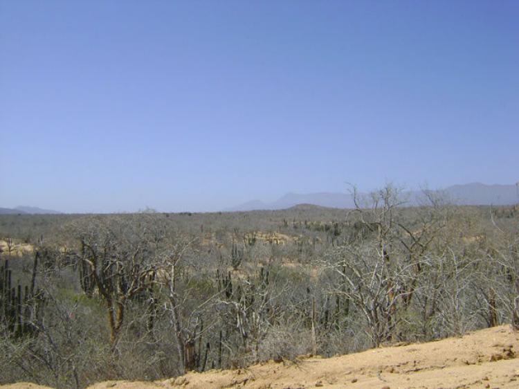 Foto Terreno en Venta en ZONA EL ZAUCE, El Pescadero, Baja California Sur - 197 hectareas - U$D 11.000.000 - TEV67955 - BienesOnLine