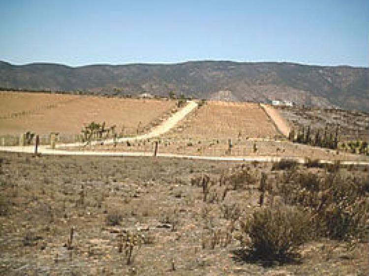 Foto Terreno en Venta en Ruta del Vino, Ensenada, Baja California - 4 hectareas - TEV21985 - BienesOnLine