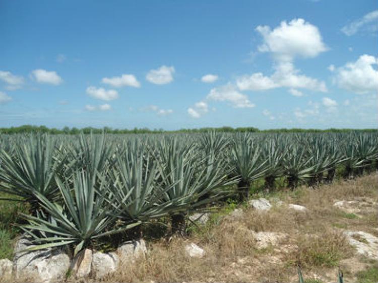 Foto Terreno en Venta en Mérida, Yucatan - TEV49537 - BienesOnLine