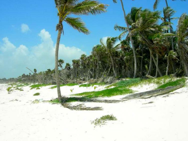 Foto Terreno en Venta en Tulum, Quintana Roo - 16 hectareas - U$D 7.900.000 - TEV51525 - BienesOnLine