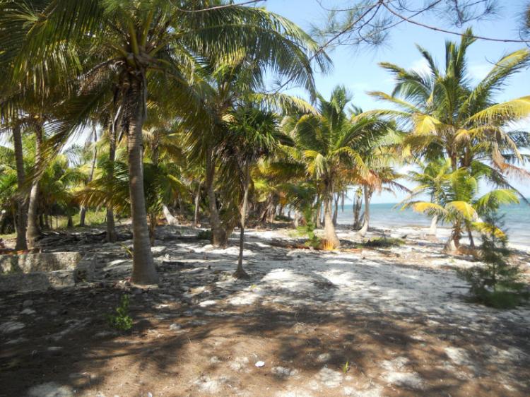 Foto Terreno en Venta en Tulum, Quintana Roo - U$D 600.000 - TEV66863 - BienesOnLine