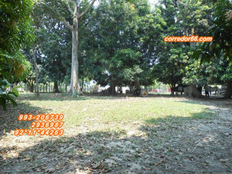 Foto Terreno en Venta en RA, LA PALMA, Villahermosa, Tabasco - $ 18.000.000 - TEV72827 - BienesOnLine