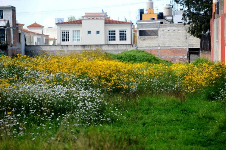 Foto Terreno en Venta en Metepec, Mexico - $ 4.200 - TEV85071 - BienesOnLine