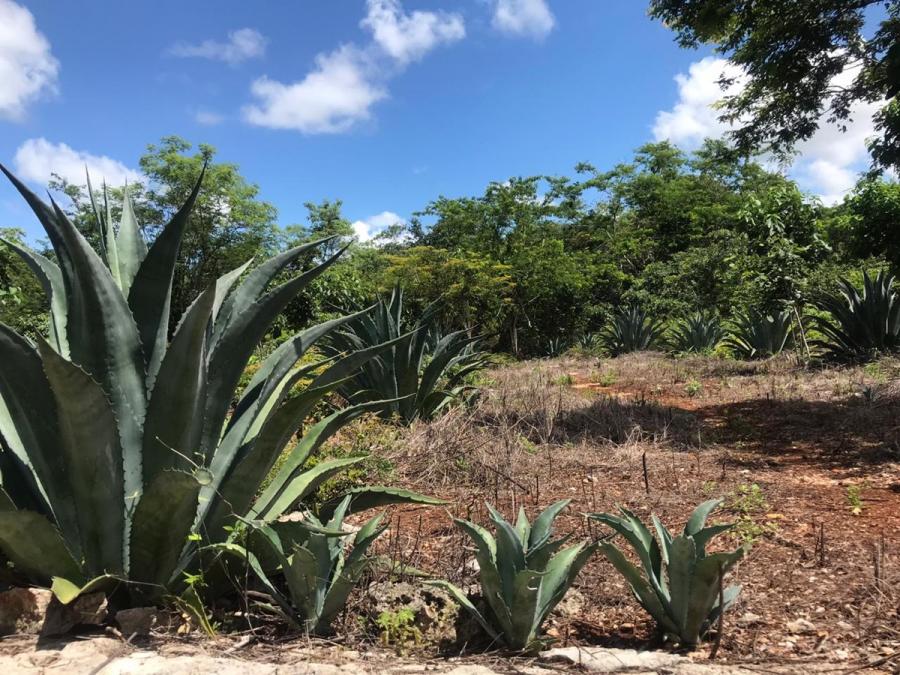 Foto Rancho en Venta en Kantunil, Yucatan - $ 14.900.000 - RAV121346 - BienesOnLine