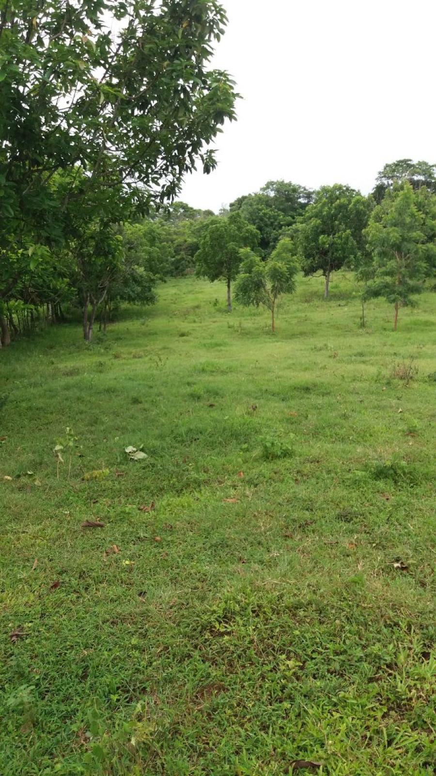 Foto Finca en Venta en Nindir, Masaya - 8 hectareas - U$D 130.000 - FIV901 - BienesOnLine