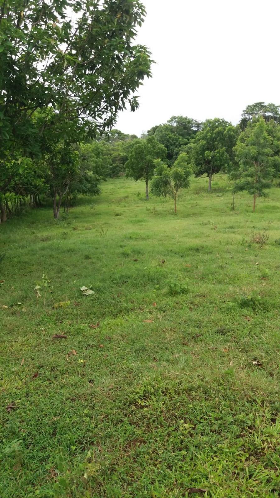 Foto Finca en Venta en Nindirí, Masaya - 8 hectareas - U$D 130.000 - FIV901 - BienesOnLine