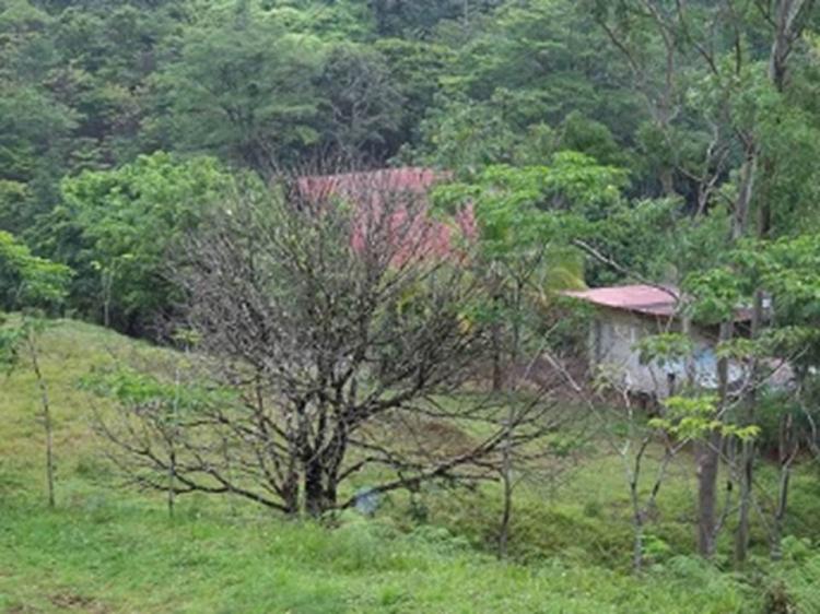 Foto Finca en Venta en Chepo, Panamá - 67 hectareas - U$D 201.000 - FIV1204 - BienesOnLine