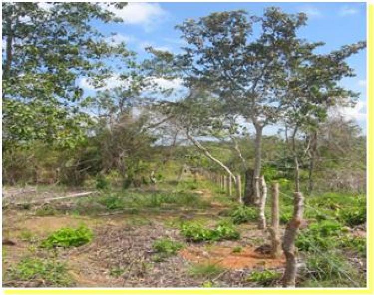 Foto Terreno en Venta en San Carlos, Panam - 25 hectareas - U$D 625.000 - TEV2419 - BienesOnLine