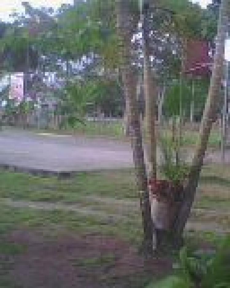 Foto Finca en Venta en paja blanca, , Chiriqu - 14 hectareas - U$D 1.927.380 - FIV1032 - BienesOnLine