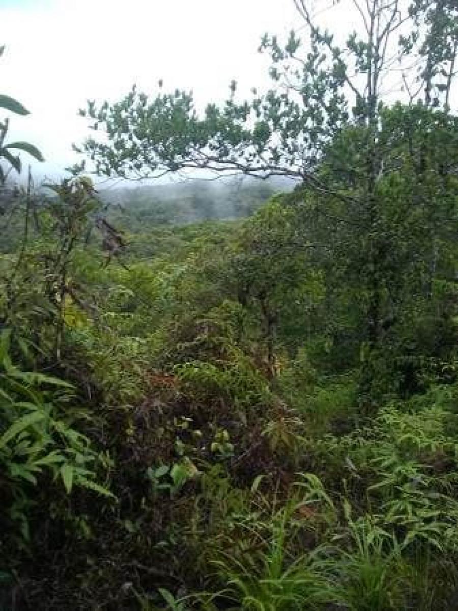 Foto Terreno en Venta en cerro azul, Panam - U$D 75.000 - TEV64589 - BienesOnLine
