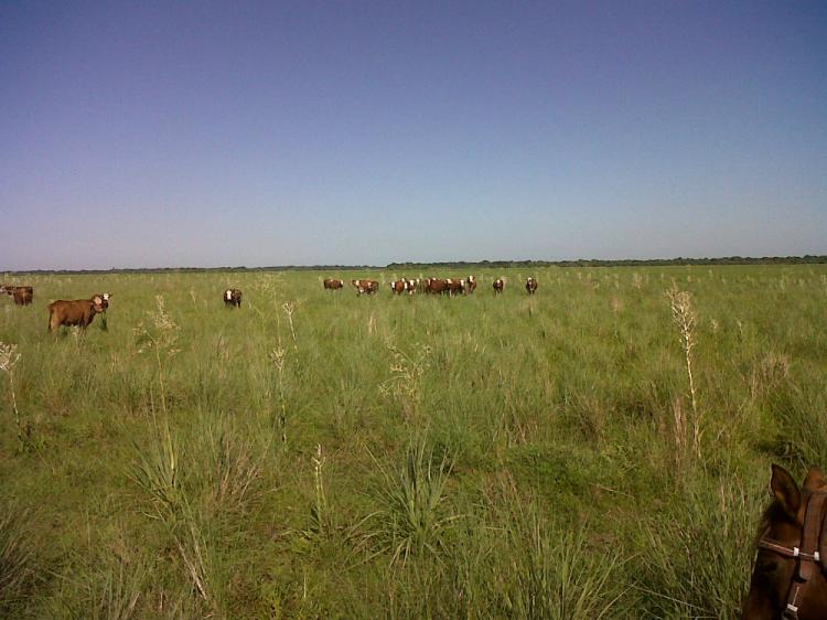 Foto Campo en Venta en Rural, Ituzaingo, Corrientes - 3200 hectareas - U$D 700 - CPV75262 - BienesOnLine