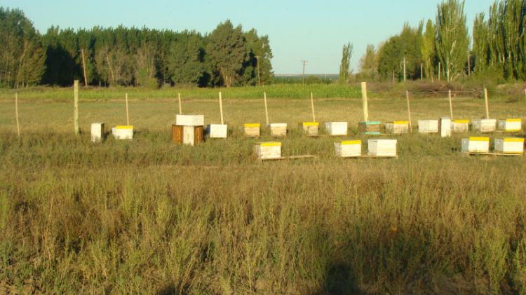 Campo en Venta en Cipolletti, Rio Negro