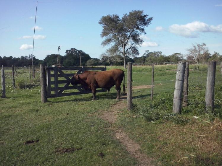 Foto Campo en Venta en Machagai, Chaco - 1050 hectareas - U$D 1.050.000 - CPV94531 - BienesOnLine