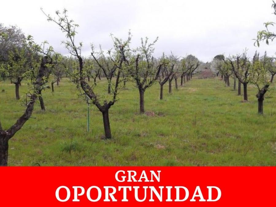 Foto Campo en Venta en General Alvear, General Alvear, Mendoza - 18 hectareas - $ 2.147.483.647 - CPV114632 - BienesOnLine