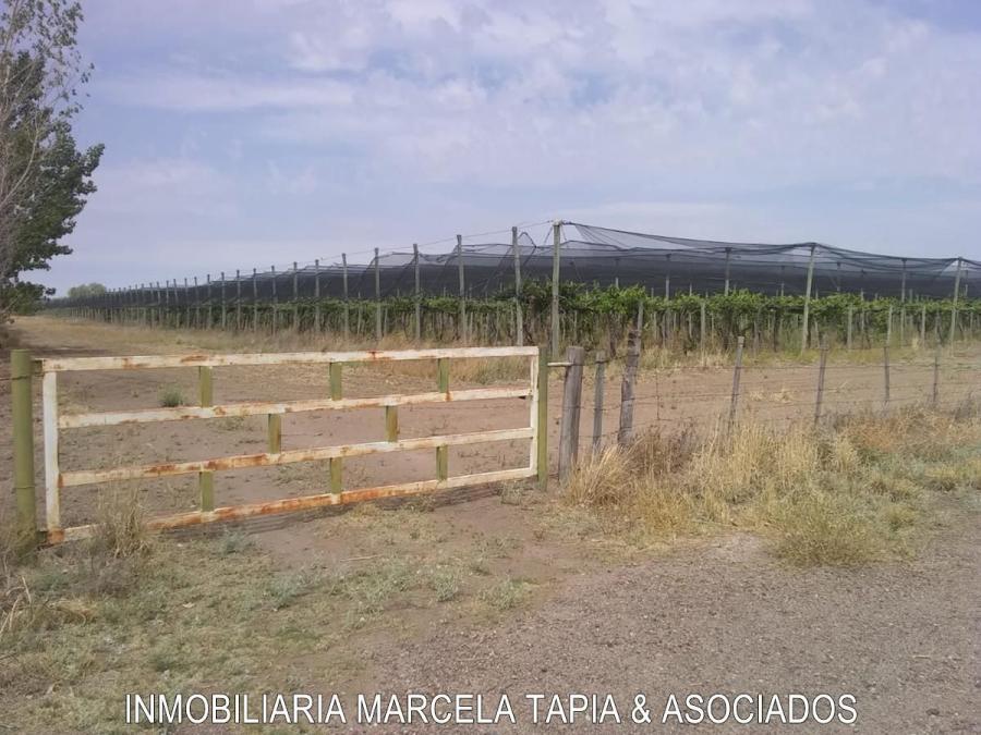 Foto Terreno en Venta en Santa Rosa, Mendoza - 80 hectareas - U$D 280.000 - TEV108236 - BienesOnLine