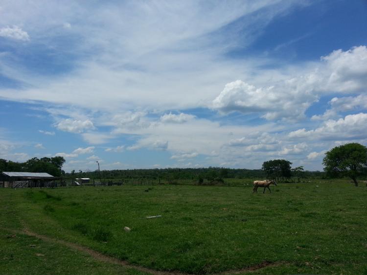 Foto Campo en Venta en Caraya, Caaguaz - 255 hectareas - CPV349 - BienesOnLine