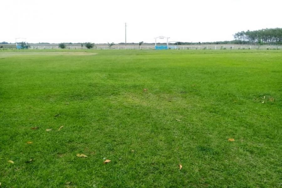 Foto Campo en Venta en TACUARAS, Ñeembucú - 1331 hectareas - U$D 2.200.000 - CPV2285 - BienesOnLine