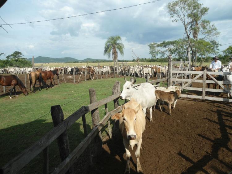 Foto Campo en Venta en Santa Mara, Misiones - 461 hectareas - G 12.000.000 - CPV510 - BienesOnLine