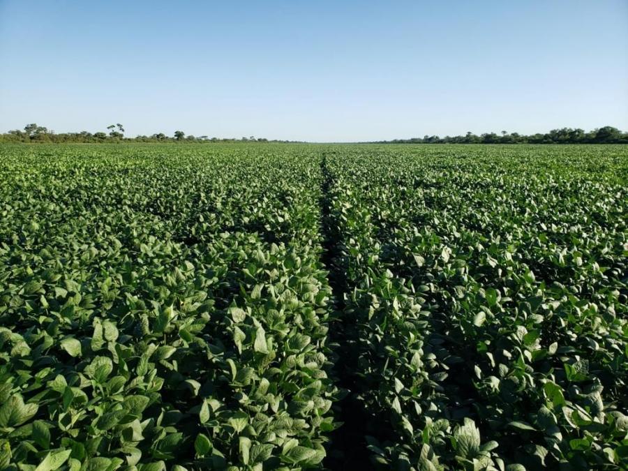Foto Campo en Venta en concepción, concepción, Paraguay, Concepción - U$D 10.842.300 - CPV1726 - BienesOnLine