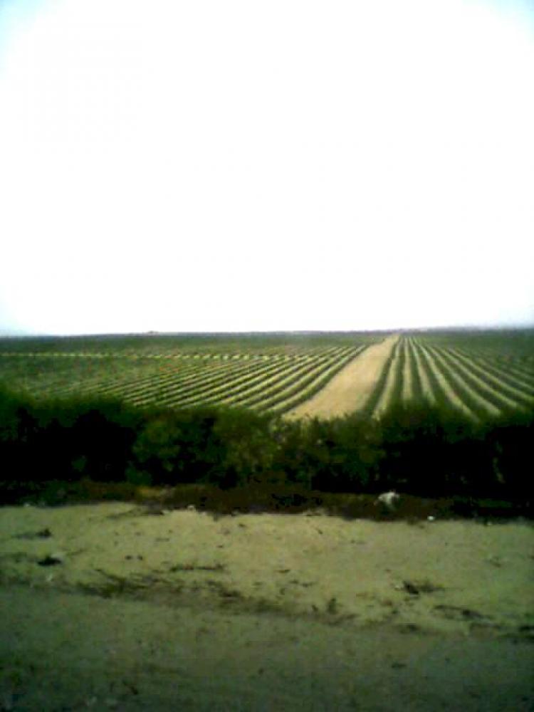 Foto Agricola en Venta en Sector la Zaranda - Distrito de Pitipo , Pitipo, Ferrenafe - 39 hectareas - U$D 650.000 - AGV2791 - BienesOnLine