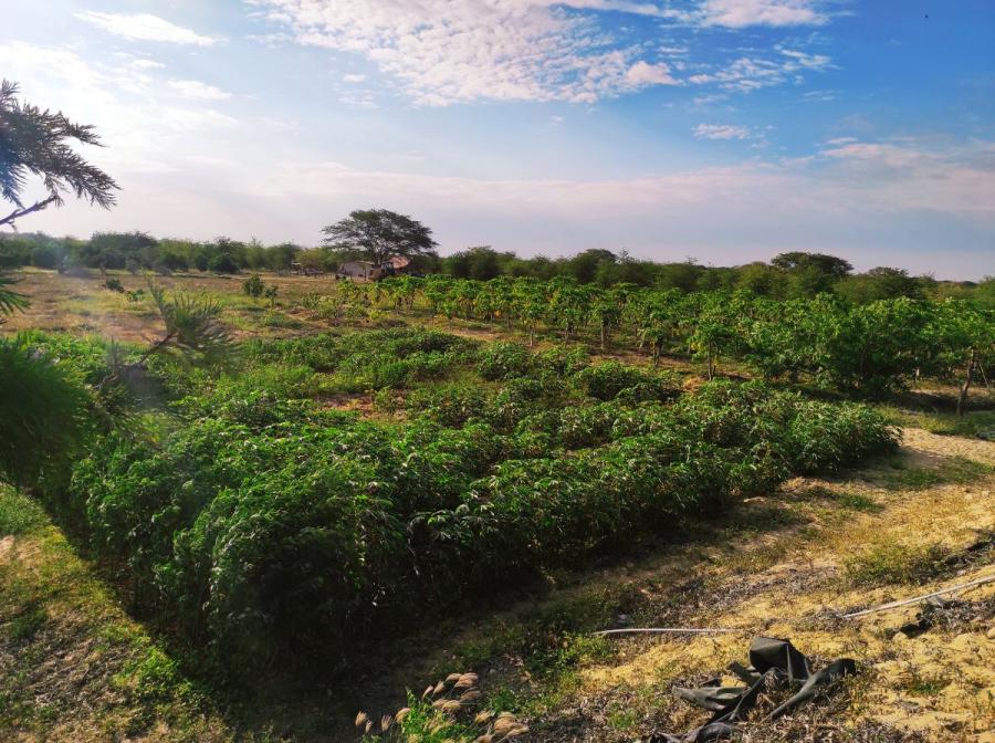 Foto Agricola en Alquiler en Veintisis de Octubre, Piura, Per, Piura - 5 hectareas - S/. 1.900 - AGA36463 - BienesOnLine