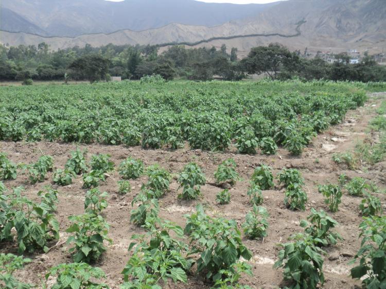 Foto Agricola en Venta en Manchay Alto, Pachacamac, Lima - U$D 900.000 - AGV10585 - BienesOnLine
