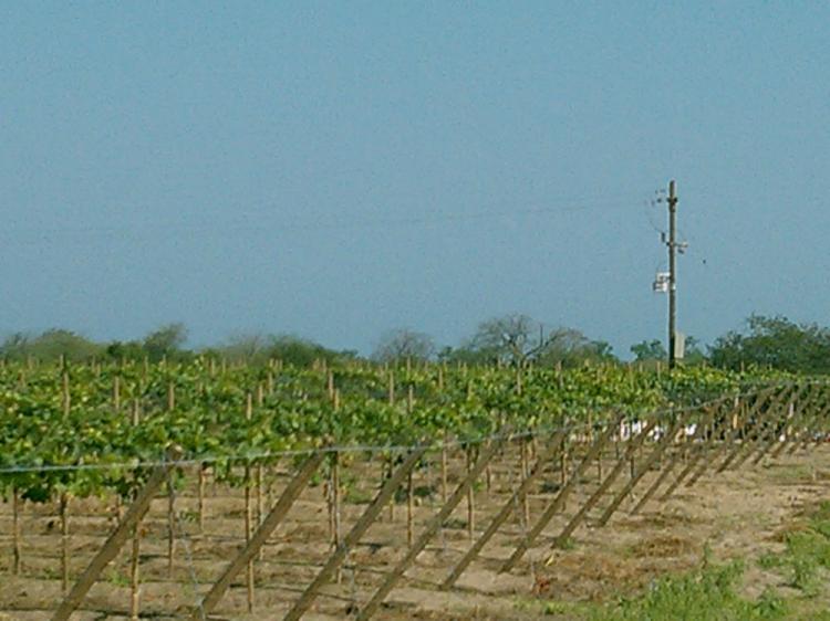 Foto Agricola en Venta en , Tumbes - 121 hectareas - U$D 810.000 - AGV16688 - BienesOnLine