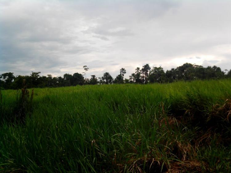 Foto Agricola en Venta en Yurimaguas, Alto Amazonas - S/. 180.000 - AGV13173 - BienesOnLine