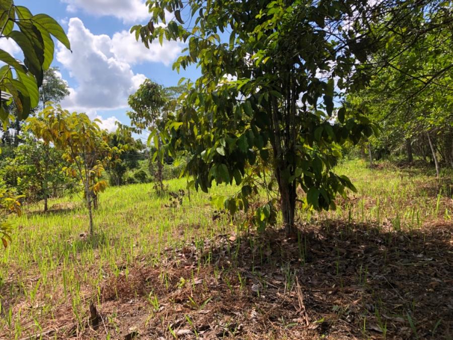 Foto Agricola en Venta en Manantay, Manantay, Coronel Portillo - 7 hectareas - S/. 230.000 - AGV37010 - BienesOnLine