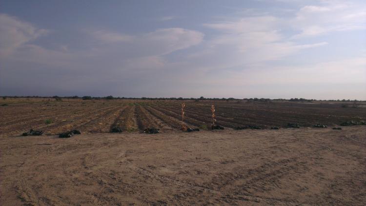 Foto Agricola en Venta en Motupe, Lambayeque - 150 hectareas - S/. 4.000 - AGV10649 - BienesOnLine