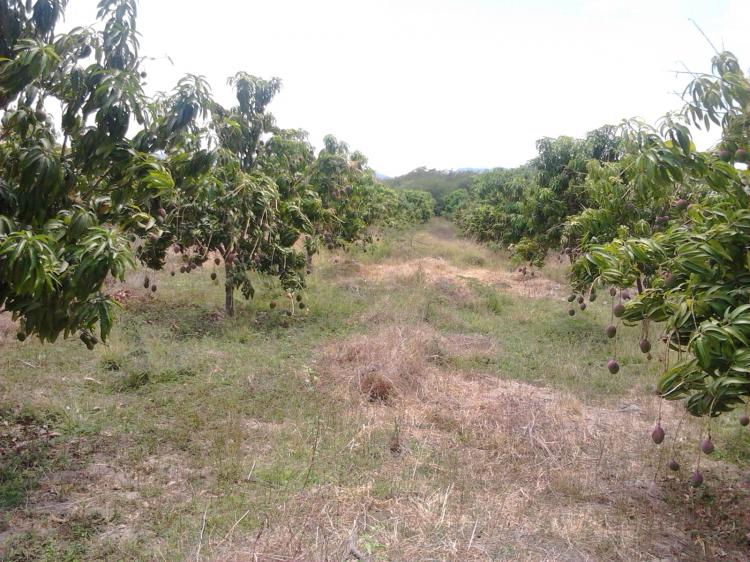 Foto Agricola en Venta en SAN ISIDRO II, Tambo Grande, Piura - 33 hectareas - S/. 20.000 - AGV9232 - BienesOnLine