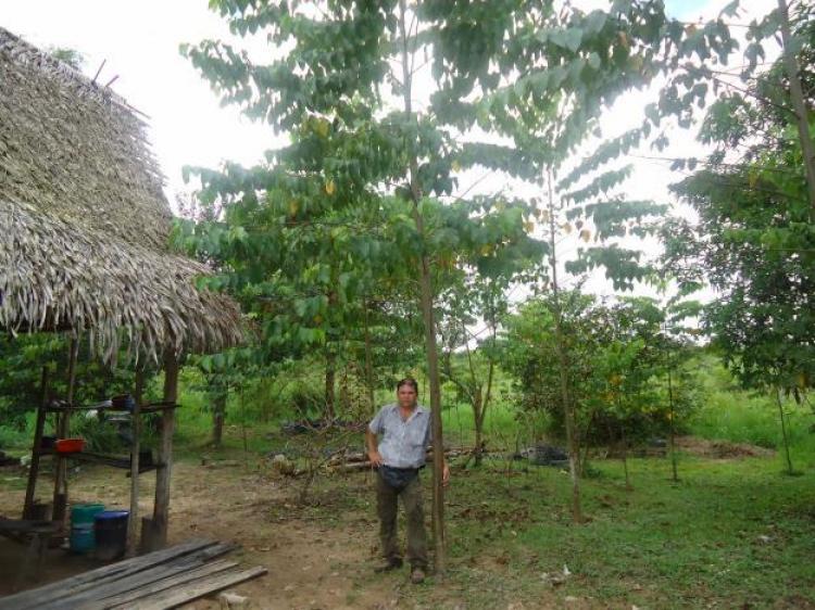 Foto Terreno en Venta en PUCALLPA, , Ucayali - 20 hectareas - S/. 25.000 - TEV10206 - BienesOnLine