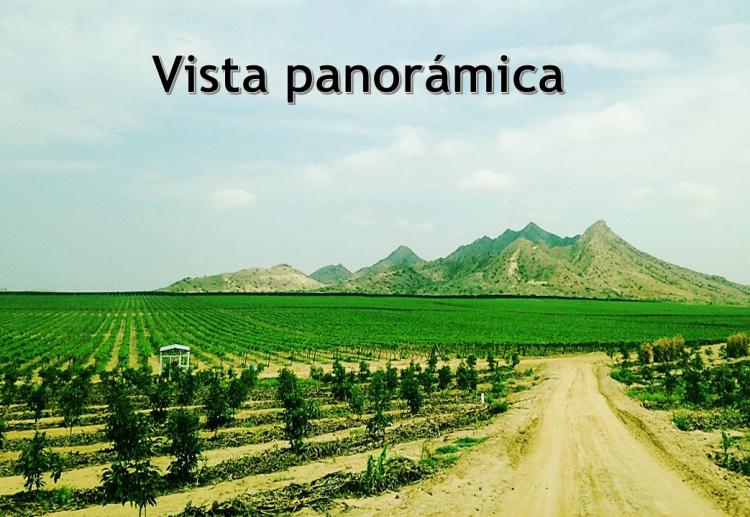 Foto Agricola en Venta en chiclayo, Lambayeque, Lambayeque - 249 hectareas - U$D 10.000.000 - AGV23047 - BienesOnLine
