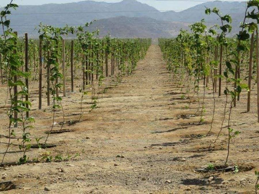 Foto Agricola en Venta en CIUDAD DE DIOS, Guadalupe, Pacasmayo - 300 hectareas - U$D 810.000 - AGV27327 - BienesOnLine